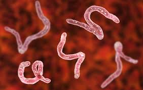 Pendidikan Kebersihan